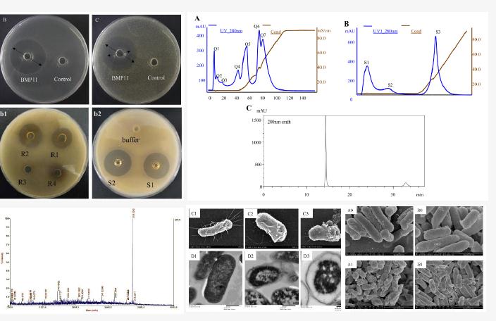 天然抗菌肽（细菌素）挖掘、抑菌机制及其表达调控研究