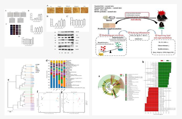 肠道菌群健康效应及功能食品开发